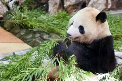 【お題日記】こんな外国語勉強してます(英語以外)