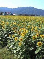 季節ハズレの…続