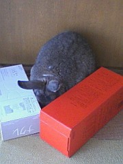 【お題日記】可愛すぎる動物