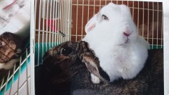 【お題日記】かわいい動物画像