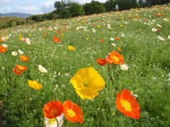 万博記念公園（２）