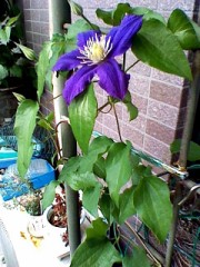 クレマチス開花