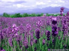 【お題日記】この夏やりたいことを教えて！