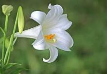 【未体験】フローラ様＠新宿(21)