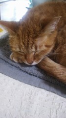 にゃんこの寝顔♪