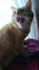 【お題日記】「猫の日」！みなさんは猫派？犬派？