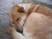 珍島(チンド)犬(」゜ロ゜)」おぉ。