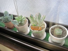 うちのコたちです。