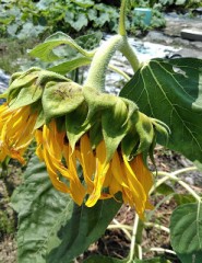 【お題日記】最中に萎えた時どうする？