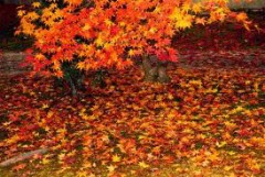 【お題日記】食欲・スポーツ・読書、どの秋が好き？