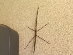 どっから来た？