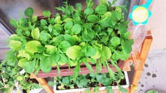 【お題日記】あなたの得意料理を教えて！