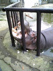 かばです　大きい口でしょ