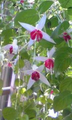 小平チャン、かーいぃねぇ