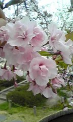 ひ～らけひらけ