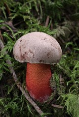 淑女のミナタマ