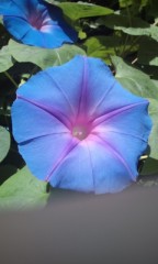 ボランティア疲れ