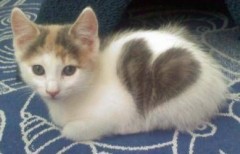 双胎間輸血症候群