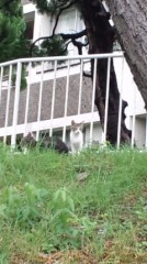 にゃんこ(=^-^=）