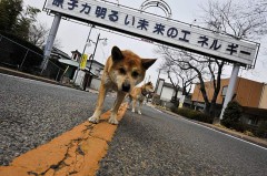 東京都民は、原発再稼動を選択した。
