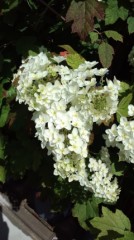 ヤレヤレと思ったら