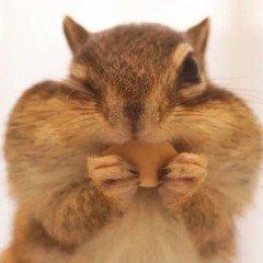 【お題日記】シアリス使った事ある？