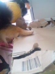 【お題日記】言われると興奮する言葉は？