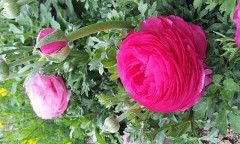 チラシの裏的な