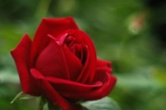 『おめでとう』・・・(￣∇+￣)v