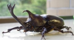 いやぁ・・・大漁と言う訳には・・・(￣∇+￣)v