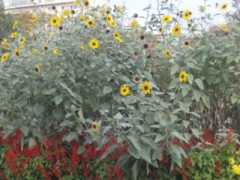 ひまわり・・・