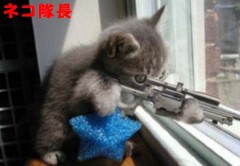 猫年・・・(￣∇+￣)v