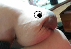 ミニ・・・(￣∇+￣)v