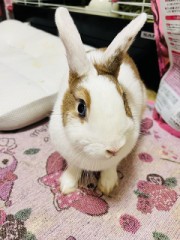 【お題日記】自分が思う一番かわいい動物は？