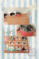 猫カフェ(*´ω｀*)