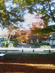 近くのモミジ並木が見頃です