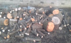 今日は薪の原木集め