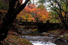 おすすめの紅葉スポットを教えて！