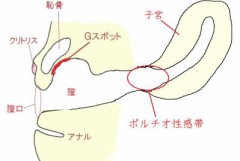 「●●セックス」で思い浮かぶもの