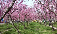 今日は春を楽しんだ日＆および電卓の日！最近使ってる？