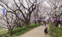 桜が開花！お花見には行きますか？