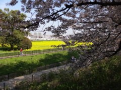 桜を観てきました