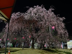 夜桜は好きですか？