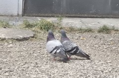 どこの出身ですか