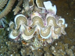 【お題日記】目隠ししたい？されたい？