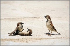 【お題日記】貴方の「舌」のテクニック教えてください