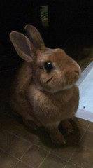 うちのウサギ