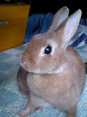 カワユスなぁ・・・。