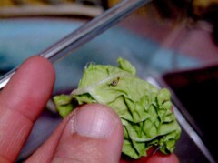 カタツムリ、微妙に大きくなってきた。