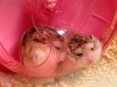 ハムスター寝起き。